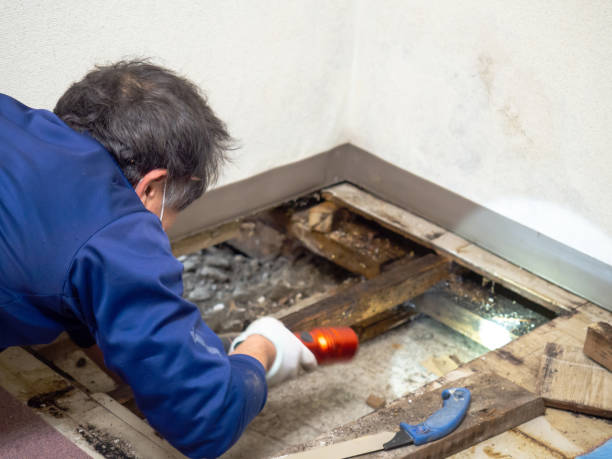 Best Certified Mold Removal  in Holts Summit, MO