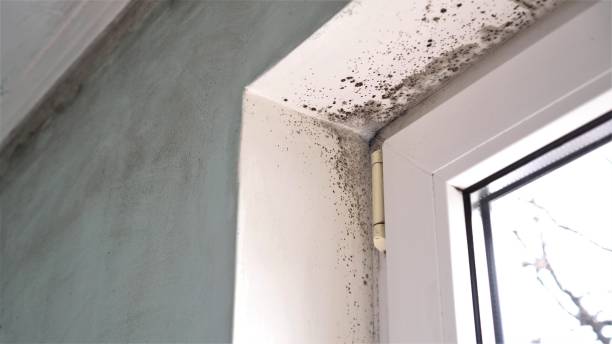 Best Attic Mold Removal  in Holts Summit, MO