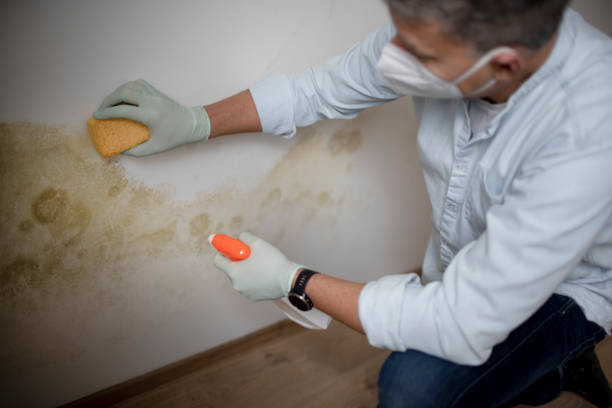 Professional Mold Removal in Holts Summit, MO