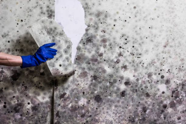 Best Residential Mold Removal  in Holts Summit, MO
